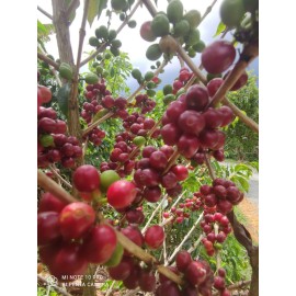 geisha de colombie 250g