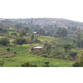 Moka Harrar (Ethiopie)- 250g