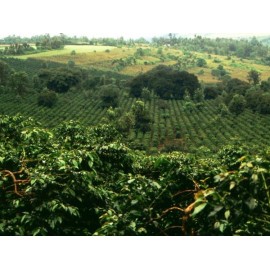 Kenya Mont Kenya terroir kiambu - 250 g