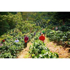 Méxique geisha Chiapas issu de l'Agriculture Biologique - 250g